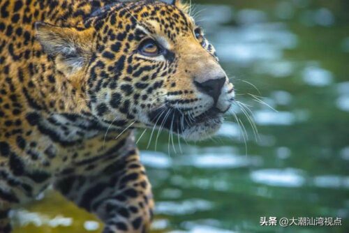 中国动物园排名前十(中国十大动物园排名)