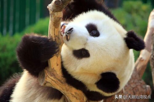 中国动物园排名前十(中国十大动物园排名)